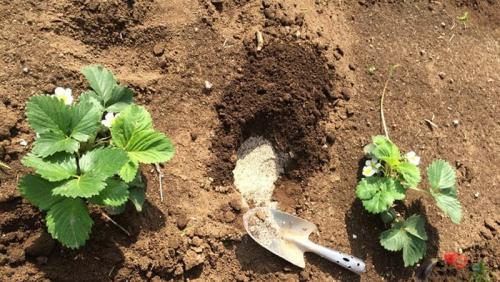 Этапы подкормки клубники. Особенности подкормки клубники в разное время