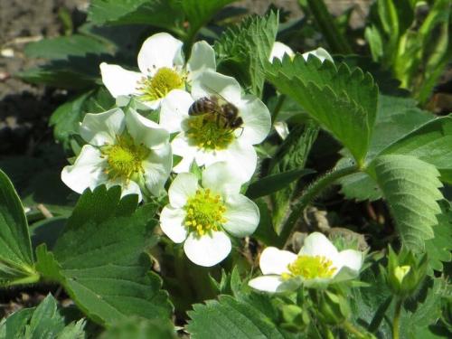 Этапы подкормки клубники. Особенности подкормки клубники в разное время