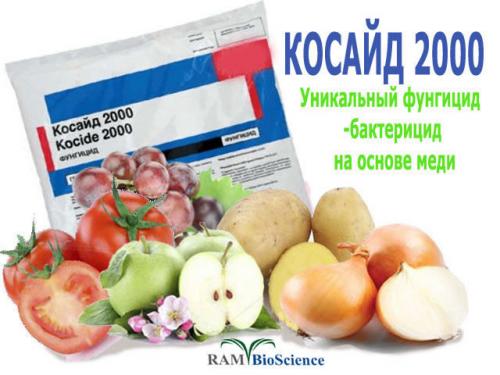 Клубника после зимы в пятнах. Лечение рамуляриоза 01