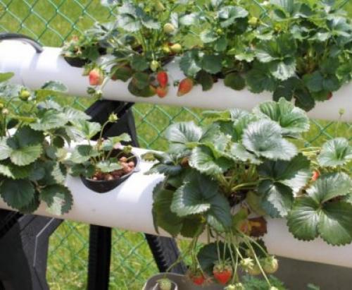 Клубника после зимы в пятнах. Лечение рамуляриоза 13