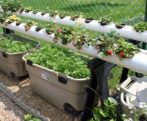 Клубника после зимы в пятнах. Лечение рамуляриоза 18