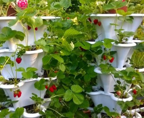 Клубника после зимы в пятнах. Лечение рамуляриоза 12