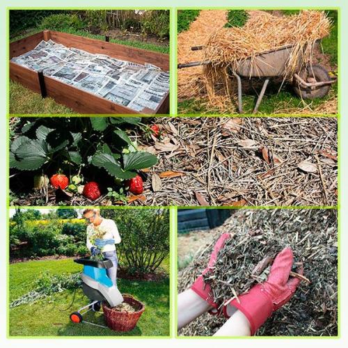 Вредители клубники. Способы защиты клубники от вредителей