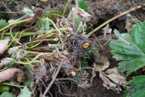 Картинки болезни клубники. Болезни клубники: описания с фото и способы лечения