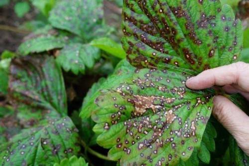 Картинки болезни клубники. Болезни клубники: описания с фото и способы лечения