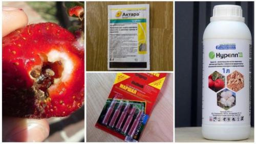 Вредители клубники. Способы защиты клубники от вредителей