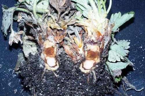 Картинки болезни клубники. Болезни клубники: описания с фото и способы лечения