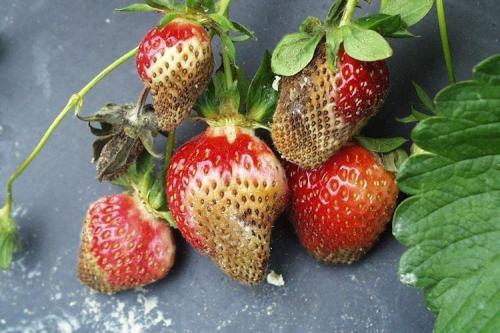 Картинки болезни клубники. Болезни клубники: описания с фото и способы лечения