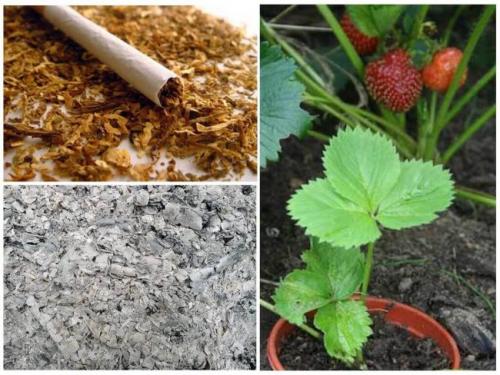 Вредители клубники. Способы защиты клубники от вредителей