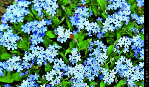 Как выбрать место для посадки летников-крошек в саду. Мимолетные создания: летники в миксбордере