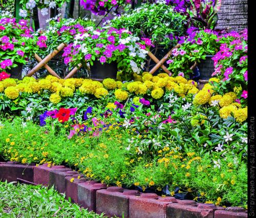 Как выбрать место для посадки летников-крошек в саду. Мимолетные создания: летники в миксбордере