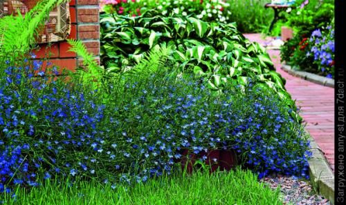 Как выбрать место для посадки летников-крошек в саду. Мимолетные создания: летники в миксбордере