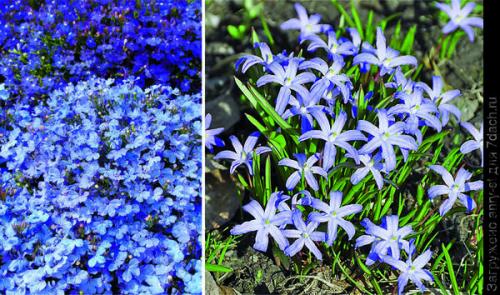 Как выбрать место для посадки летников-крошек в саду. Мимолетные создания: летники в миксбордере