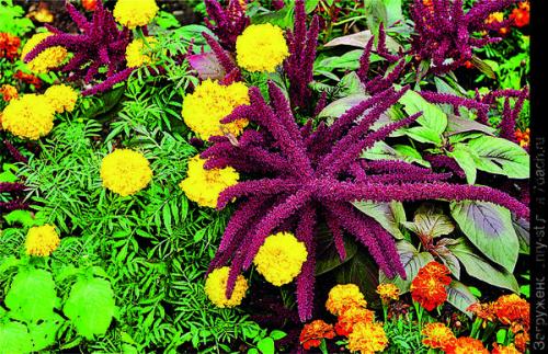 Как выбрать место для посадки летников-крошек в саду. Мимолетные создания: летники в миксбордере