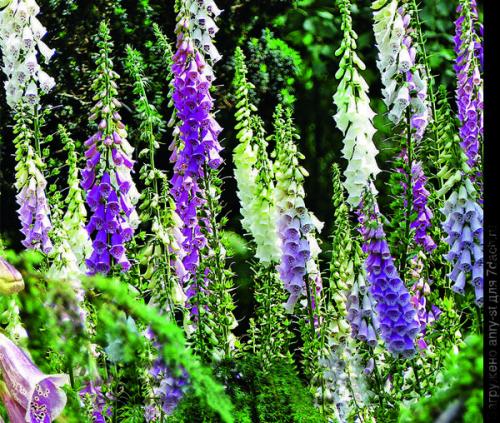 Как выбрать место для посадки летников-крошек в саду. Мимолетные создания: летники в миксбордере