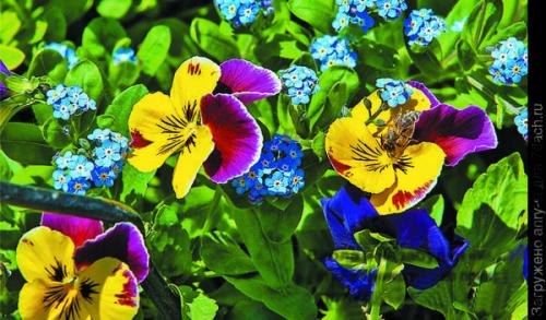 Как выбрать место для посадки летников-крошек в саду. Мимолетные создания: летники в миксбордере