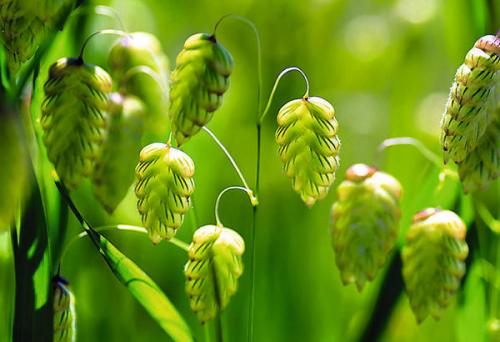 Как выбрать место для посадки летников-крошек в саду. Мимолетные создания: летники в миксбордере