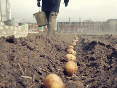 Картофель Королева Анна, как сажать. Посадка