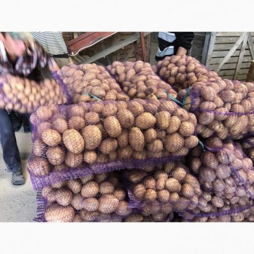 Картофель Гранада. Описание сорта картофеля Гранада (Granada)