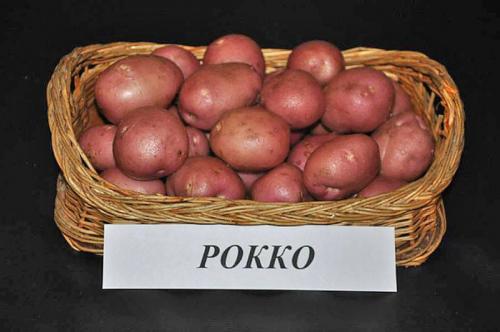 Особенности сорта картофеля Рокко. Сорт картофеля Рокко – описание и особенности