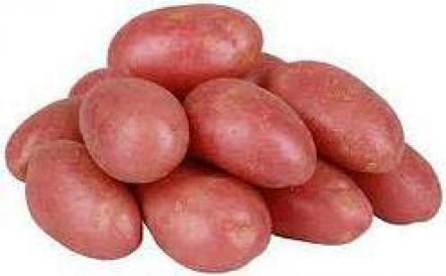 Картофель астерикс описание сорта фото характеристика отзывы