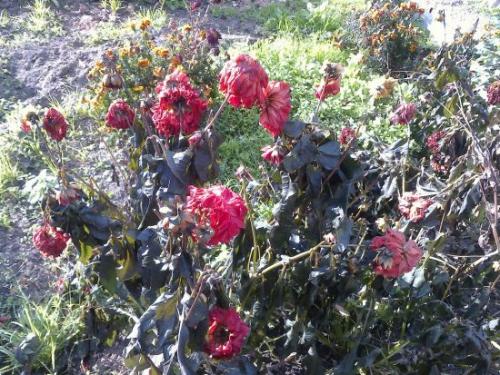 Когда выкапывать георгины на урале. Когда выкапывать георгины осенью и как их правильно хранить