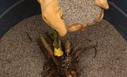 Как укрыть георгины на зиму. Подготовка георгинов к зиме и хранение их в домашних условиях