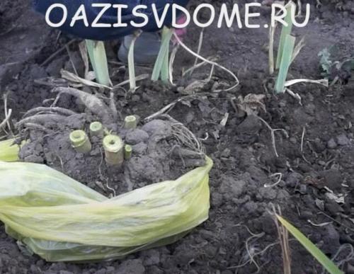 Когда выкапывать георгины в сибири. Сроки выкопки георгинов на зиму по регионам