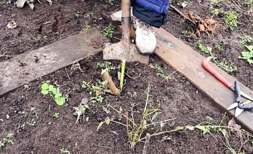 Когда обрезать георгины. Когда выкапывать георгины осенью