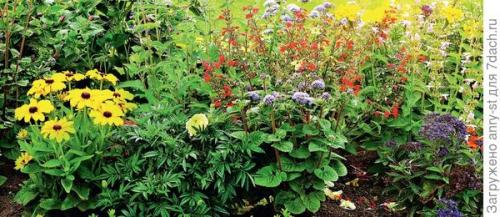 Какие однолетние цветы цветут дольше всего и требуют минимального ухода. В режиме нон-стоп: однолетние цветы на весь сезон