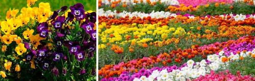 Как выбрать однолетние цветы для клумбы в зависимости от цвета и стиля. КАК УКРАСИТЬ САД СВОИМИ РУКАМИ