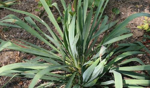 Юкка уход в саду. Посадка саженца