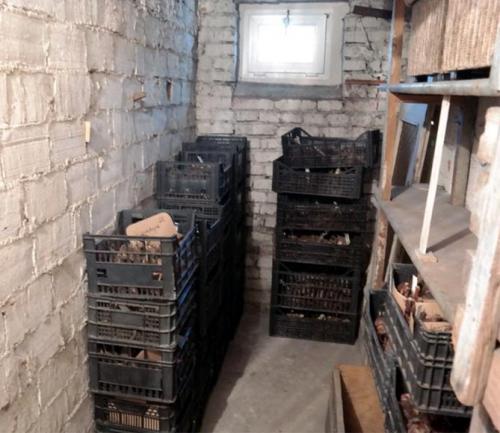 Как выкапывать и хранить георгины. Как правильно хранить георгины зимой, когда выкапывать клубни?