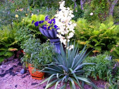 Как рассадить юкку садовую. Уход и размножение уличной юкки — основные правила культивирования