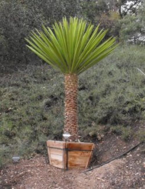 Как рассадить юкку садовую. Уход и размножение уличной юкки — основные правила культивирования