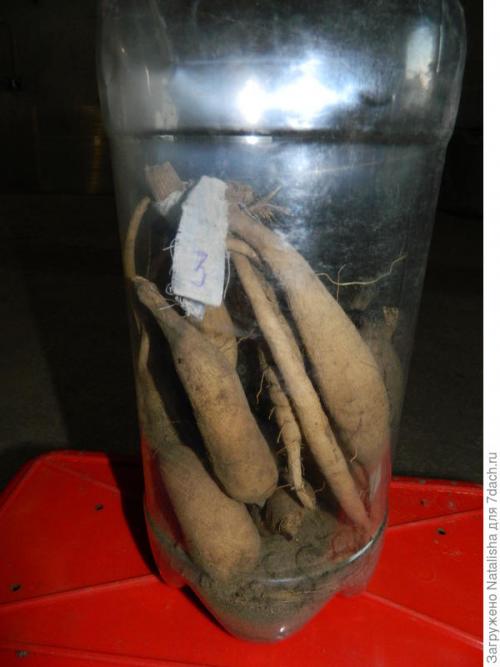 Как хранить георгины если нет погреба. Зимнее хранение георгинов