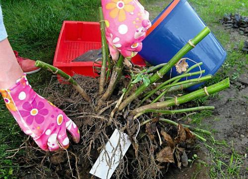 Как выкапывать и хранить георгины. Как правильно хранить георгины зимой, когда выкапывать клубни?