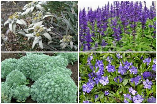 Какие однолетники наиболее устойчивы к засухе. Какие цветы не боятся засухи