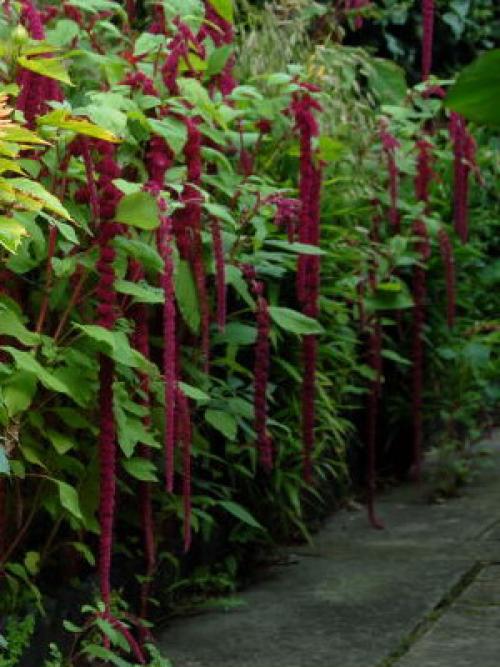 Узнайте, какие однолетники сделают ваш сад ярче 04