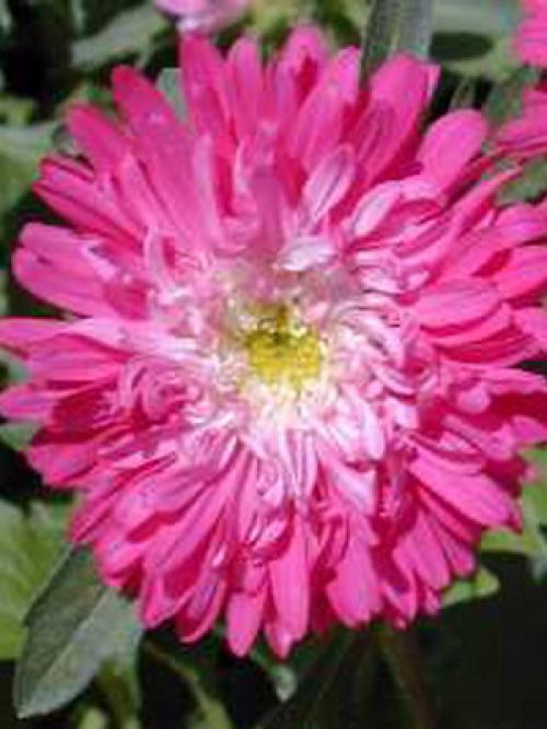 Узнайте, какие однолетники сделают ваш сад ярче 08