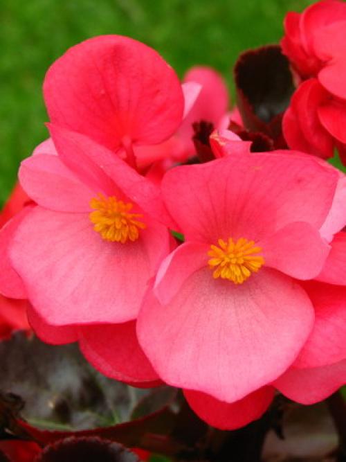 Узнайте, какие однолетники сделают ваш сад ярче 05