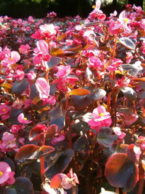 Узнайте, какие однолетники сделают ваш сад ярче 06