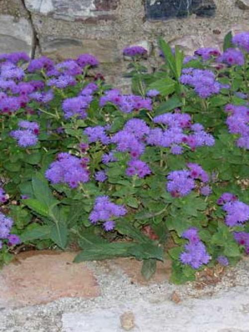 Узнайте, какие однолетники сделают ваш сад ярче 02