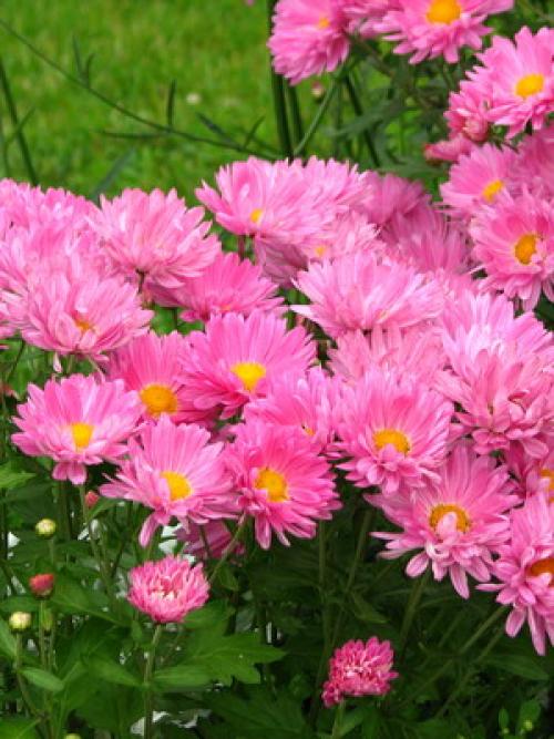 Узнайте, какие однолетники сделают ваш сад ярче 07