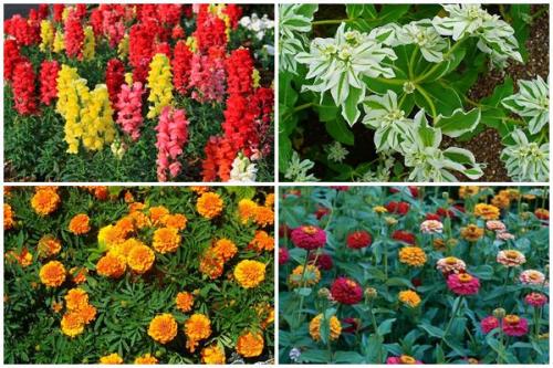 Какие однолетники наиболее устойчивы к засухе. Какие цветы не боятся засухи