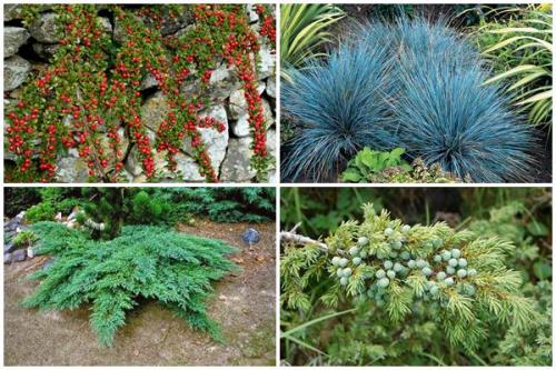 Какие однолетники наиболее устойчивы к засухе. Какие цветы не боятся засухи