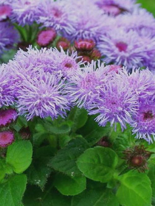 Узнайте, какие однолетники сделают ваш сад ярче 01