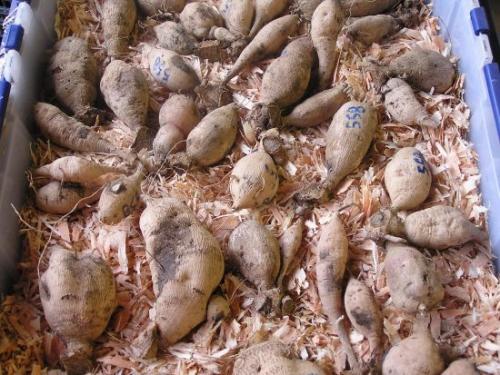 Когда выкапывать георгины в сибири. Когда выкапывать георгины осенью и как их правильно хранить