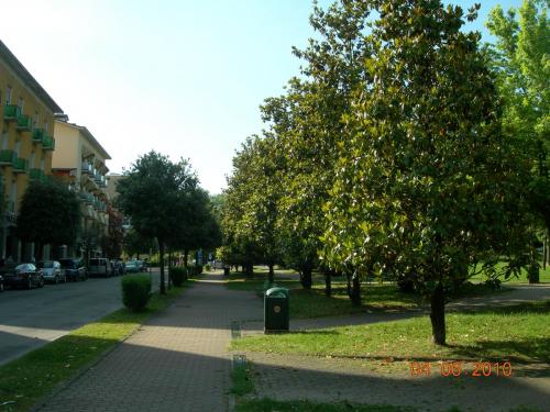 Самые необычные деревья и кустарники для сада. Красивоцветущие деревья и кустарники 12