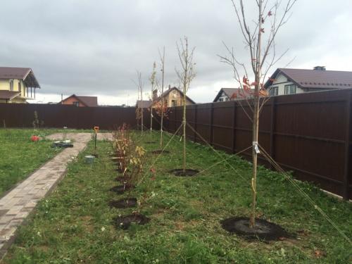 Красивые деревья для двора. Деревья возле дома — виды которые можно и нельзя сажать. 100 фото лучших вариантов для посадки